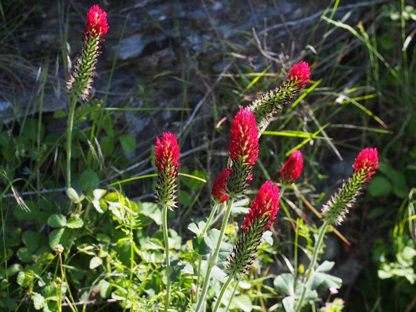 Clover, Crimson plant